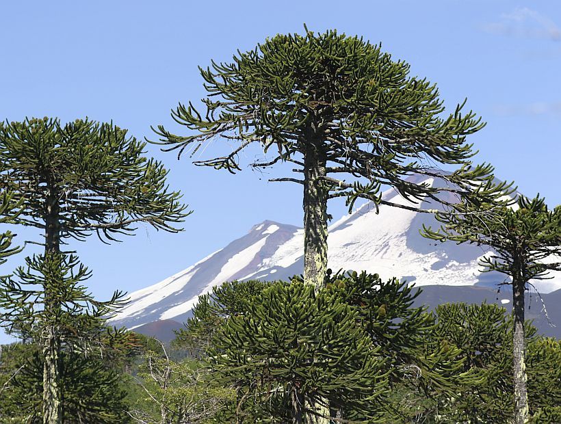 Araucaria-Araucana-C.-Valverde